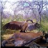 Image 33 : Namibia Plains Game Hunt for Two Hunters ($8,200 Value)