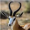 Image 35 : Namibia Plains Game Hunt for Two Hunters ($8,200 Value)