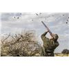Image 3 : Argentina Dove Hunt for Four (4) Hunters - Retail value $8,240.00