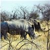 Image 22 : Namibia Plains Game Hunt for Two Hunters includes 2 Kudu, 2 Gamsbuck, 2 Hartebeest ($12,900 value)