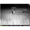Image 13 : Mozambique Cape Buffalo Hunt for Two (2) Hunters (Retail $33,100)