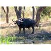 Image 2 : Mozambique Cape Buffalo Hunt for Two (2) Hunters (Retail $33,100)