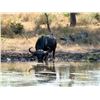 Image 3 : Mozambique Cape Buffalo Hunt for Two (2) Hunters (Retail $33,100)