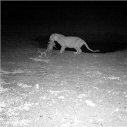 Mozambique 14-Day Leopard Hunt 1x1 (Value: $24,500)