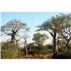 Image 20 : Mozambique 14-Day Leopard Hunt 1x1 (Value: $24,500)