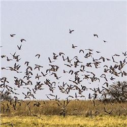 Argentina Dove Hunt for Four (2) Hunters - Retail value $4,120.00