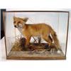 Image 1 : Cases stuffed fox cub…