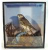 Image 1 : Cased stuffed Merlin amongst foliage, 47cm high…