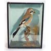 Image 1 : Cased stuffed blue jay, 38cm high…