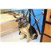 Image 1 : APPROX 2' TALL GERMAN SHEPARD STATUE