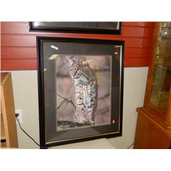 FRAMED PRINT - BOB CAT
