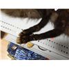 Image 2 : FUR STOLL - REAL ANIMAL FUR  - VINTAGE