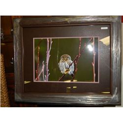 FRAMED PRINT - OWL - KEITH FOCANK -  GALLERY ESTIMATE ~$575