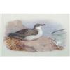Image 1 : Archibald Thorburn (1860-1935)Watercolour,"Great Shearwater",signed initials,5.75 x 9ins....
