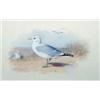 Image 1 : Archibald Thorburn (1860-1935)Watercolour,"Common Gull",Signed,5.75 x 8.75ins....