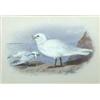 Image 1 : Archibald Thorburn (1860-1935)Watercolour,"Ivory Gull",Signed,6.5 x 9ins....