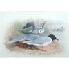 Image 1 : Archibald Thorburn (1860-1935)Watercolour,"Little Gull",Signed,6.5 x 9ins....