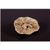 Image 4 : 3 Pc Japanese Bone Carved Netsuke