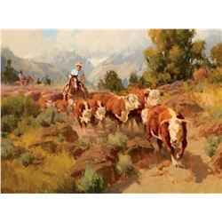 Herefords, Herefords, Herefords