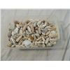 Image 1 : BOX LOT ASSORTED SEA SHELLS