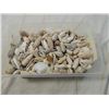 Image 2 : BOX LOT ASSORTED SEA SHELLS