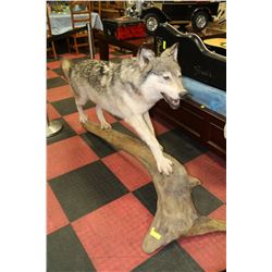 GREY WOLF ( CANUS LUPUS ) LIFE SIZED MOUNT