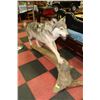 Image 1 : GREY WOLF ( CANUS LUPUS ) LIFE SIZED MOUNT