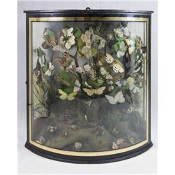 Victorian Butterfly Collection in Ebonized Case