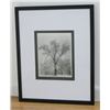 Image 1 : Ansel Adams, "Oak Tree Snowstorm"