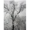 Image 2 : Ansel Adams, "Oak Tree Snowstorm"