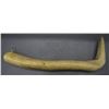 Image 3 : PLAINS ELK ANTLER SCRAPER
