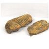 Image 2 : 4 Trilobite Fossils