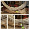 Image 1 : MAMMOTH TUSK CARVED BY YUKON ARTIST PAUL YOUNG