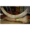 Image 2 : MAMMOTH TUSK CARVED BY YUKON ARTIST PAUL YOUNG