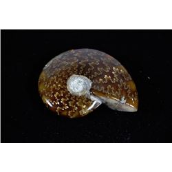 55 CT ANCIENT AMMOLITE FOSSIL SPECIMEN