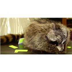 GENUINE RACOON FUR HAT - SIZE LARGE