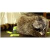 Image 1 : GENUINE RACOON FUR HAT - SIZE LARGE