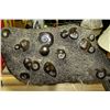 Image 1 : DISPLAY ROCK WITH 12 FOSSILS - 36"X20" - ON STAND