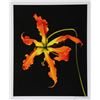 Image 1 : Jonathan Singer, Orange Flower Unique, Digital Photograph