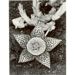 ALBERT RENGER-PATZSCH, (German, 1897-1966), STAPELIA GRANDIFLORA, "Bild-Archiv des Auriga-Verlage...