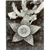 Image 1 : ALBERT RENGER-PATZSCH, (German, 1897-1966), STAPELIA GRANDIFLORA, "Bild-Archiv des Auriga-Verlage...