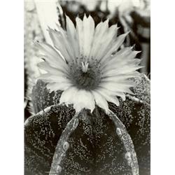 ALBERT RENGER-PATZSCH, (German, 1897-1966), ASTROPHYTUM MYRIOSTIGMA X ASTROPHYTUM ORNATUM (HYBRID...