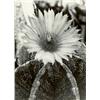 Image 1 : ALBERT RENGER-PATZSCH, (German, 1897-1966), ASTROPHYTUM MYRIOSTIGMA X ASTROPHYTUM ORNATUM (HYBRID...