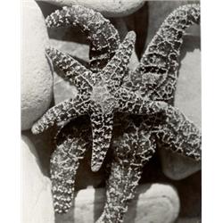 MAN RAY, (American, 1890-1976), STARFISH, gelatin silver print, 99/16 x 73/4 in. (24.3 x 19.7 cm)...