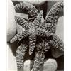 Image 1 : MAN RAY, (American, 1890-1976), STARFISH, gelatin silver print, 99/16 x 73/4 in. (24.3 x 19.7 cm)...