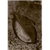 Image 1 : JOSEF SUDEK, (Czechoslovakian, 1896-1976), UNTITLED, signed and inscribed (later) in Czech, in pe...