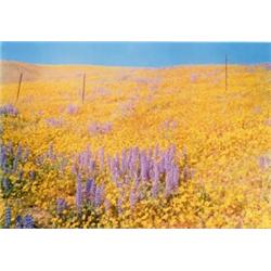 WILLIAM EGGLESTON, (American, b. 1939), untitled, signed, editioned and dated "Wm. Eggleston AP 1...