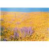 Image 1 : WILLIAM EGGLESTON, (American, b. 1939), untitled, signed, editioned and dated "Wm. Eggleston AP 1...