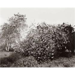 ROBERT ADAMS, (American, b. 1937), ABANDONED CITRUS TREES,, VACANT LOT, ONTARIO, CALIFORNIA, edit...