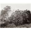Image 1 : ROBERT ADAMS, (American, b. 1937), ABANDONED CITRUS TREES,, VACANT LOT, ONTARIO, CALIFORNIA, edit...